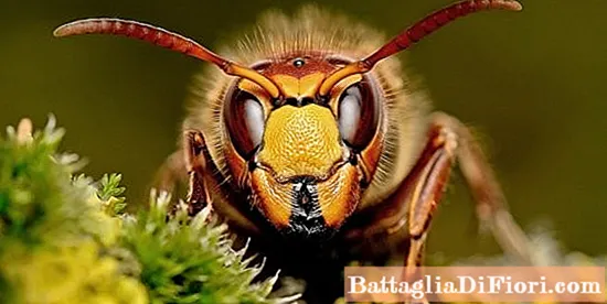 Qual è il pericolo di un morso di calabrone per gli esseri umani e come fornire il primo soccorso