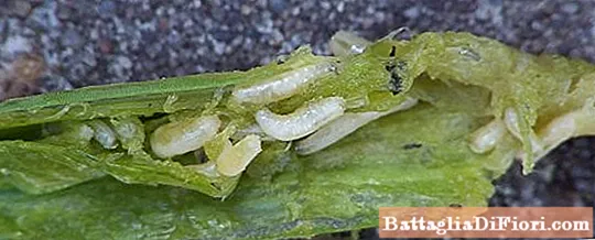 Come affrontare una mosca di cipolla a casa usando rimedi popolari e chimici?