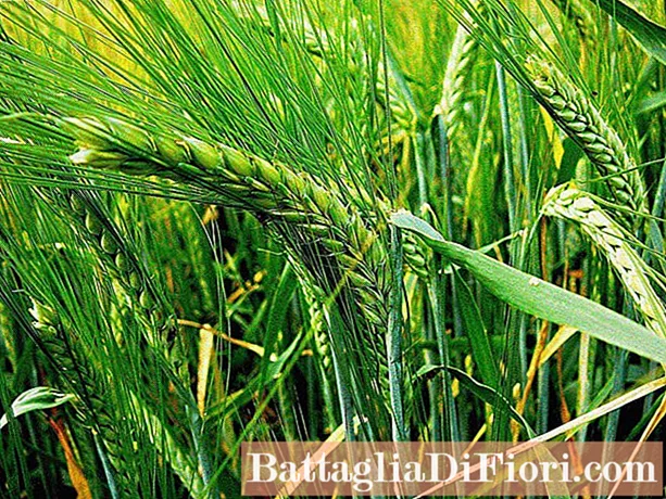 Varietà di orzo