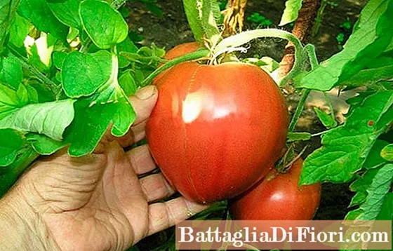 Pomodoro "Alsou": descrizione e caratteristiche della varietà, coltivazione e cura