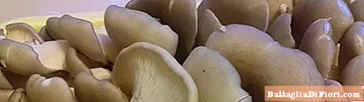 Tutto sulla conservazione dei funghi ostrica: come e quanto vengono conservati