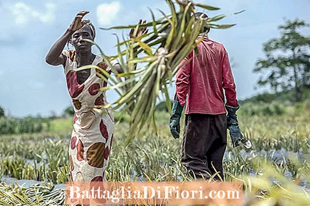 Quanto cibo produce l'agricoltura?