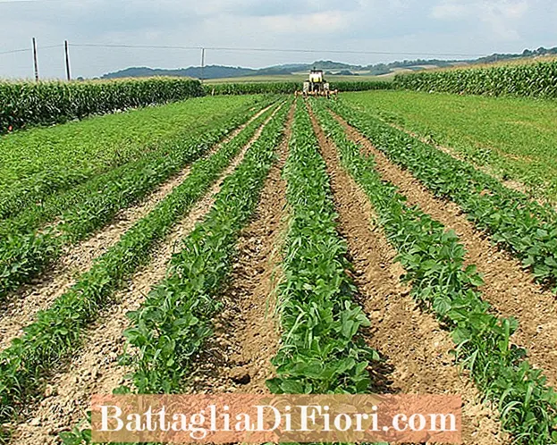 Qual è stato l'impatto della rotazione delle colture in agricoltura?