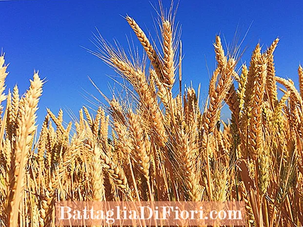 A che ora del giorno era popolare la coltivazione del grano?