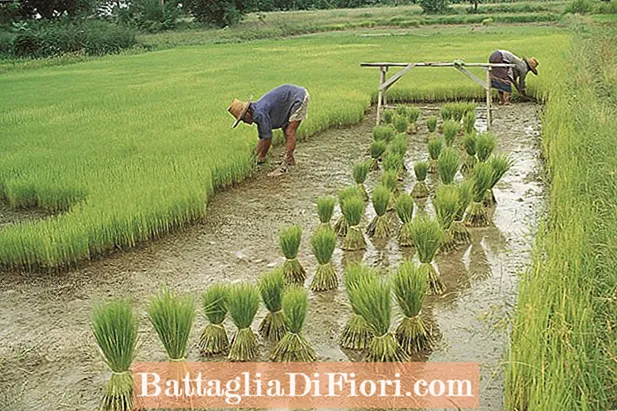 Qual è stato il boom dell'agricoltura?
